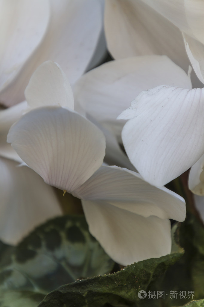 花园中的白色仙客来