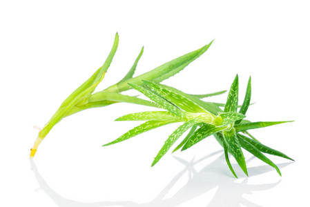 芦荟白底芦荟白底照片