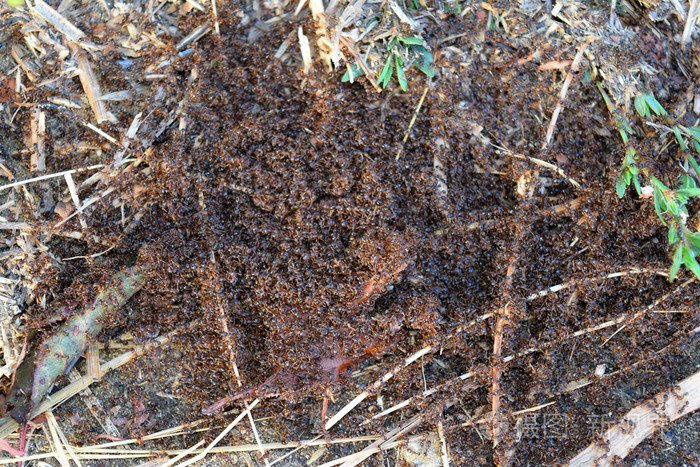 红蚁群很小弹簧在表面输出蚂蚁进行交配