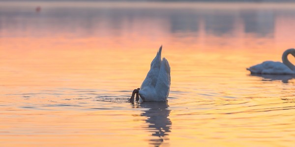 天鹅湖在晨光中游泳
