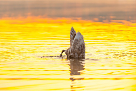 天鹅湖在晨光中游泳