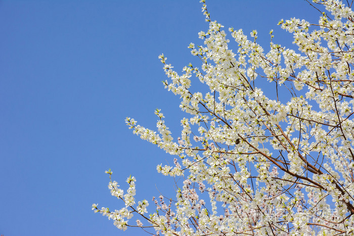 白桃开花花与湛蓝的天空背景