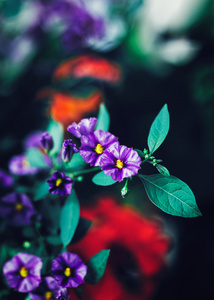 美丽的仙女梦幻魔术紫色红色花黑绿蓝叶，模糊的背景，色调搭配复古复古配色风格 选择性柔焦 浅景深 instagram 过滤器
