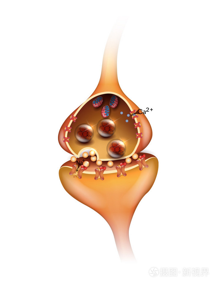 孤立在一张白纸的突触