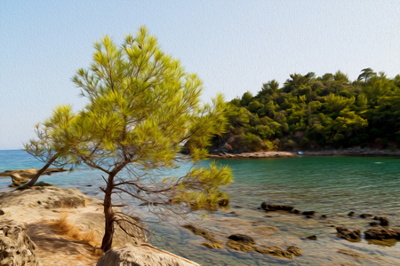 松树植物和树木在地中海看到土耳其欧洲