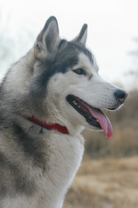 西伯利亚哈士奇猎犬