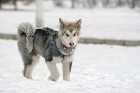 西伯利亚哈士奇猎犬