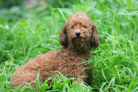 标准雪纳瑞犬