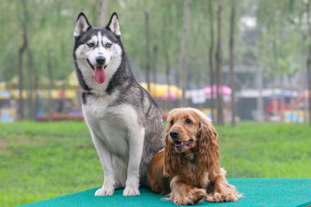 英国可卡犬 ang 西伯利亚哈士奇犬