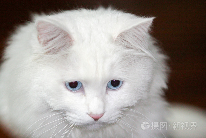 白色波斯猫