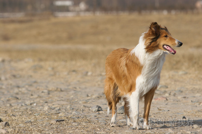 苏格兰牧羊犬