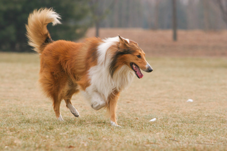 苏格兰牧羊犬