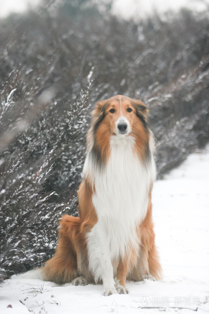 纯白苏格兰牧羊犬图片