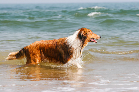 苏格兰牧羊犬