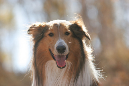 苏格兰牧羊犬