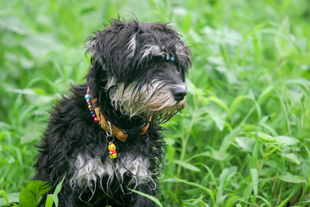 标准雪纳瑞犬