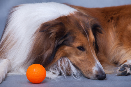 苏格兰牧羊犬