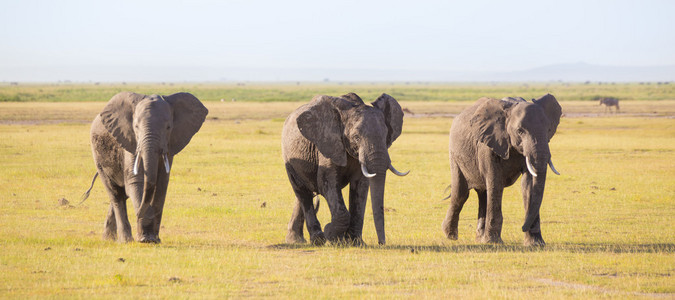 群在安博塞利国家公园肯尼亚大象