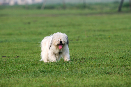 标准雪纳瑞犬