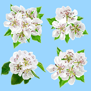 梨树开花春梨园春季开花全景图准备好了. 组成. 开花梨枝上的黄色鸟.