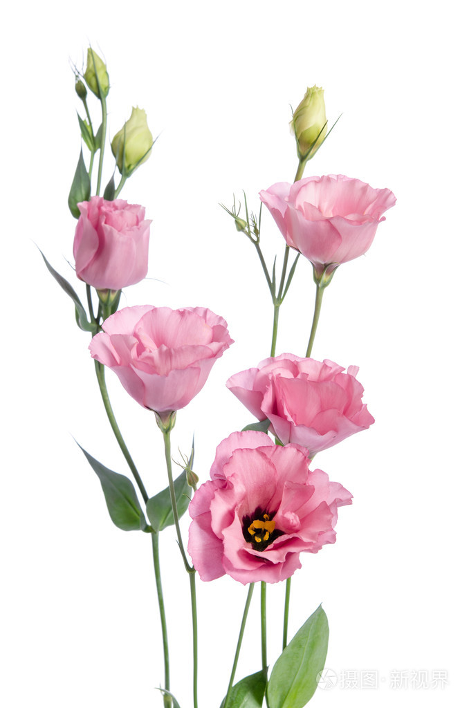 孤立在白色背景上的美丽的粉红桔梗花