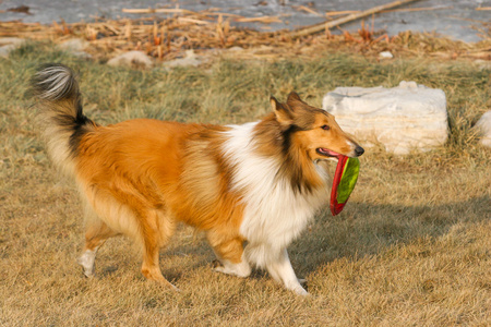 苏格兰牧羊犬