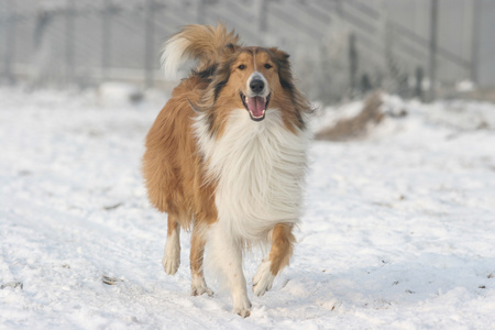 苏格兰牧羊犬