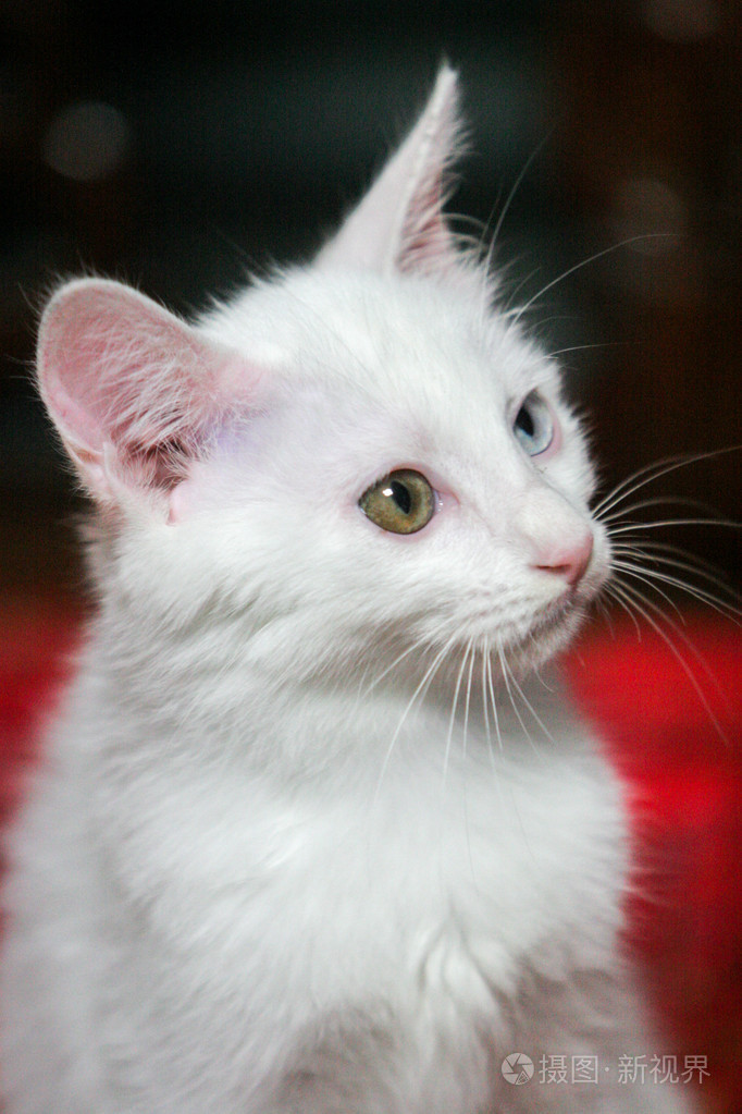 白色波斯猫