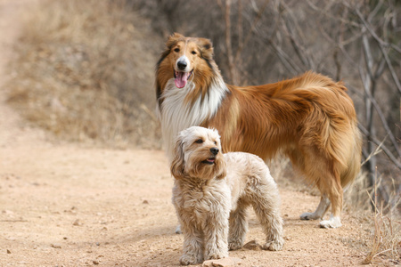 混合的可卡犬和牧羊