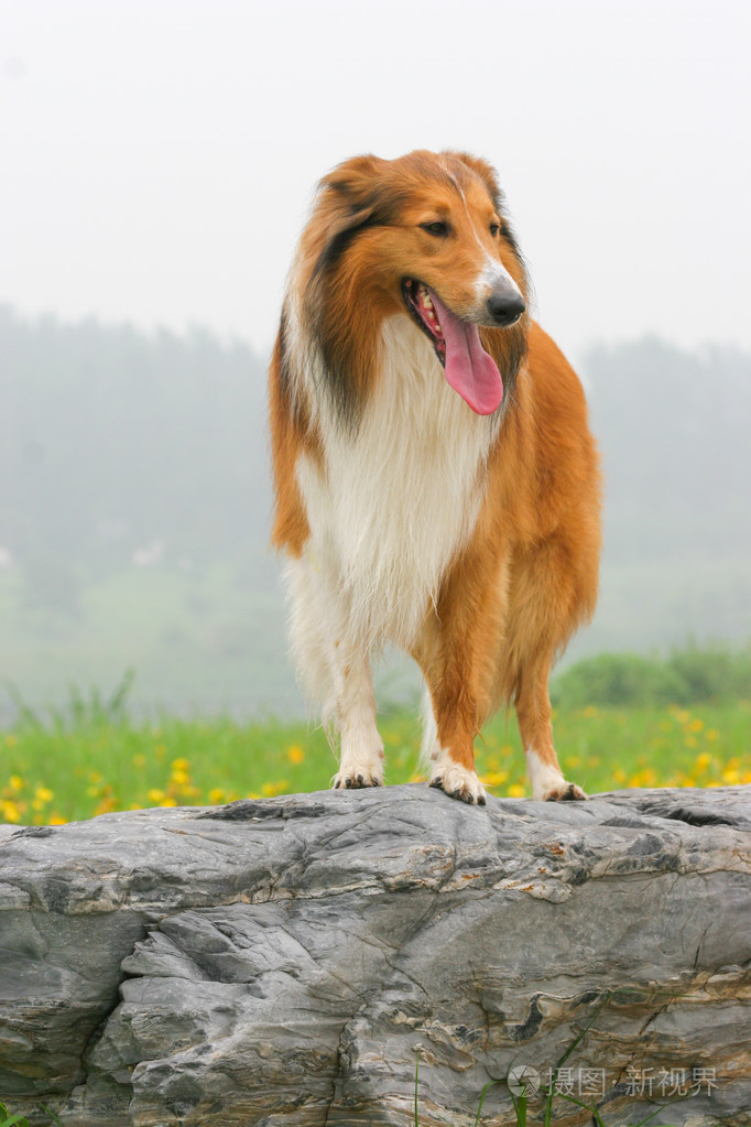 纯白苏格兰牧羊犬图片