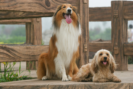 混合的可卡犬和牧羊