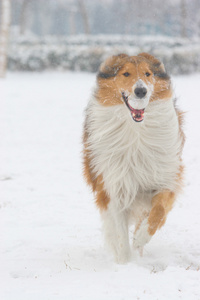 苏格兰牧羊犬