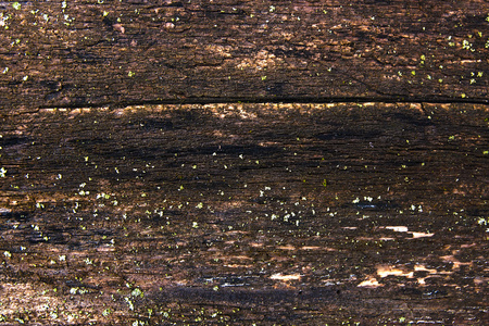 苔藓和模具影响木板