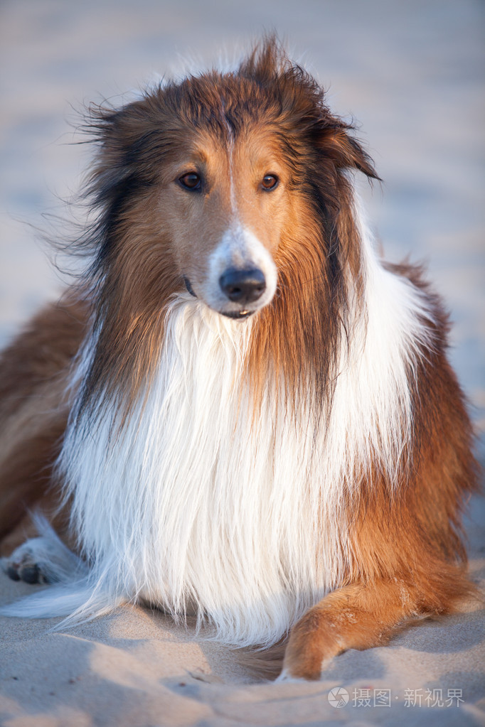 纯白苏格兰牧羊犬图片