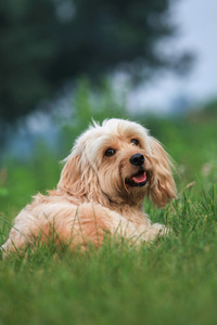 混合的可卡犬