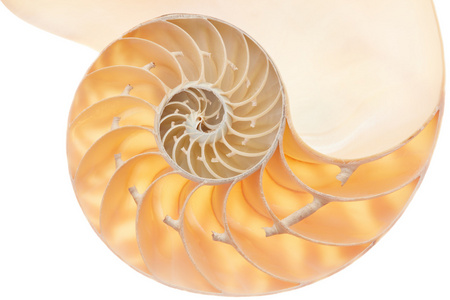 斐波那契数列海螺图片