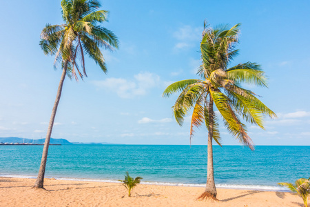 椰子树海滩上