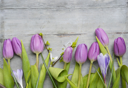 古老的灰色紫色白色郁金香 雪莲与番红花和空副本空间，春天夏天装饰木制背景