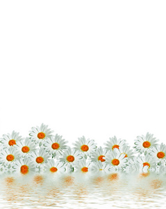 雏菊夏季隔离在白色背景上的白花