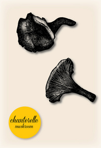 Chantarelle 蘑菇。手绘制的矢量绘图