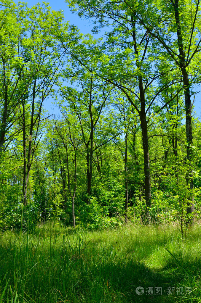 在幼龄林绿色夏季的细长的树木