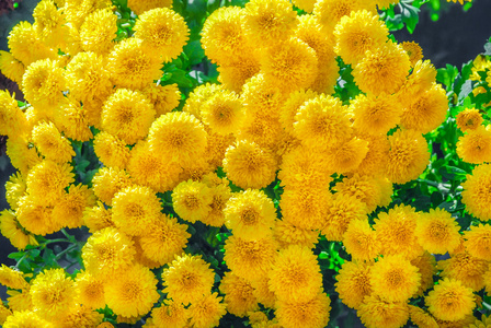 背景纹理的盛开的黄色菊花。植被 布什