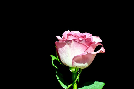 黑色背景上的粉红玫瑰