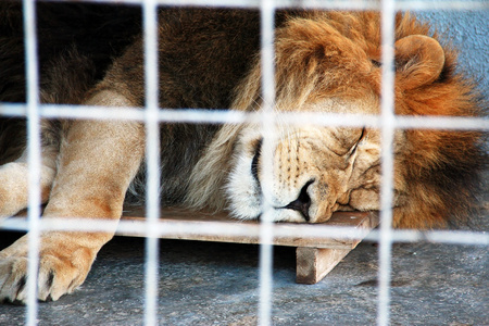 公狮子在笼子里图片