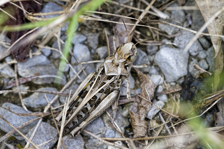 伪装的灰蝗虫-------------------------------------------照片