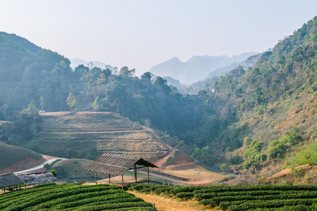 绿色茶园山