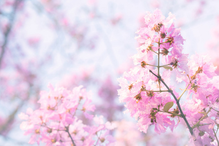 粉红色的花背景