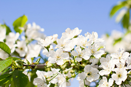 白色的苹果春天的花朵