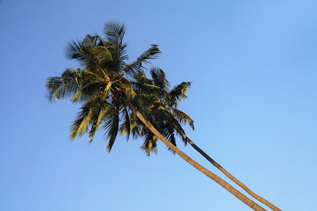 与嫩椰子椰子树