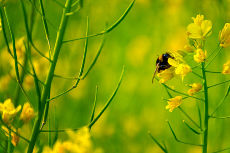 黄色花卉领域中蜜蜂的宏观细节